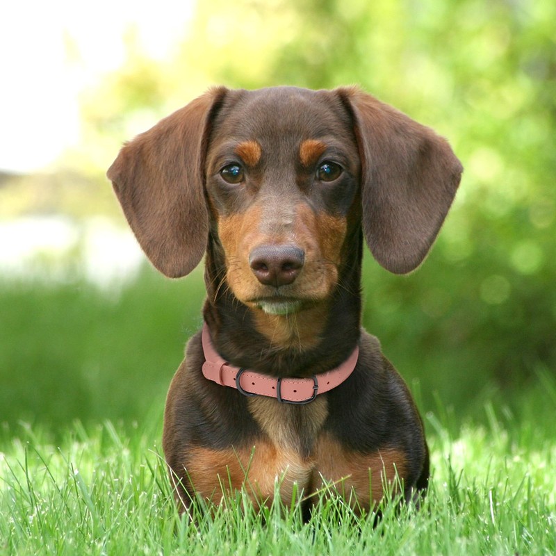 BUDKAS Rolled Leather Dog Collar for Small Medium Large Dogs