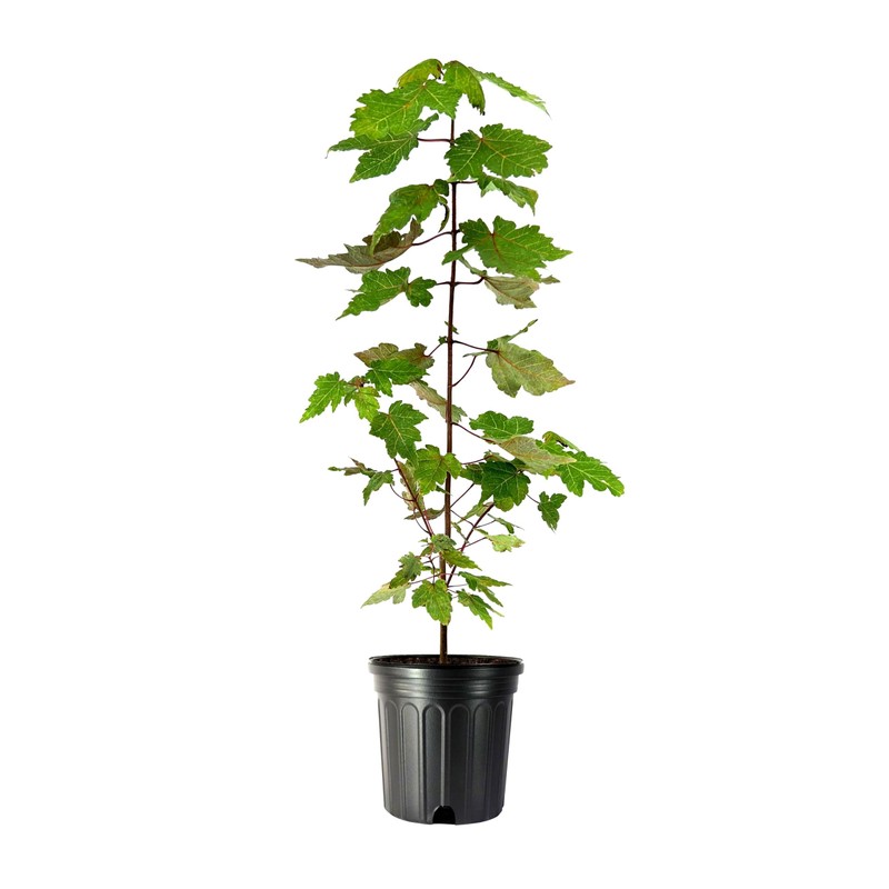 Red Maple | 2 Large Trade Gallon Size Plants |