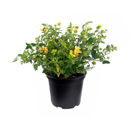 Lantana New Gold | 2 Large Gallon Size Plants | Lantana Camara 'New Gold' | Yellow Ground Cover for Sun | Spreading Landscape Plants for Borders Slopes Containers Beds and Walkways