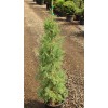 Conifer Kingdom Juniperus virginiana 'Taylor' - Virginia Juniper *Live Plant