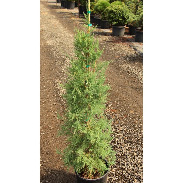 Conifer Kingdom Juniperus virginiana 'Taylor' - Virginia Juniper *Live Plant