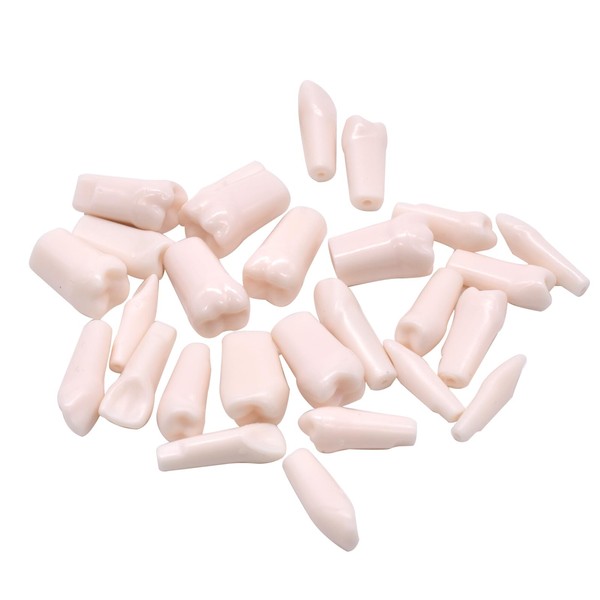Angzhili 28Pcs Dental Removable Individual Teeth Piece,Tooth Preparation Practice Teaching