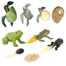 Abaodam 2Sets Animal Growth Stage Models Realistic Frogs Turtle Figurines for Learning and Decorative Display Educational for Evolution Teaching