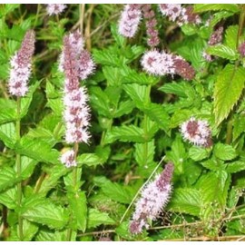 Spearmint 150+ Fresh Seeds