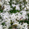 Outsidepride 1000 Seeds Perennial Dianthus Arenarius White Flower Seeds for