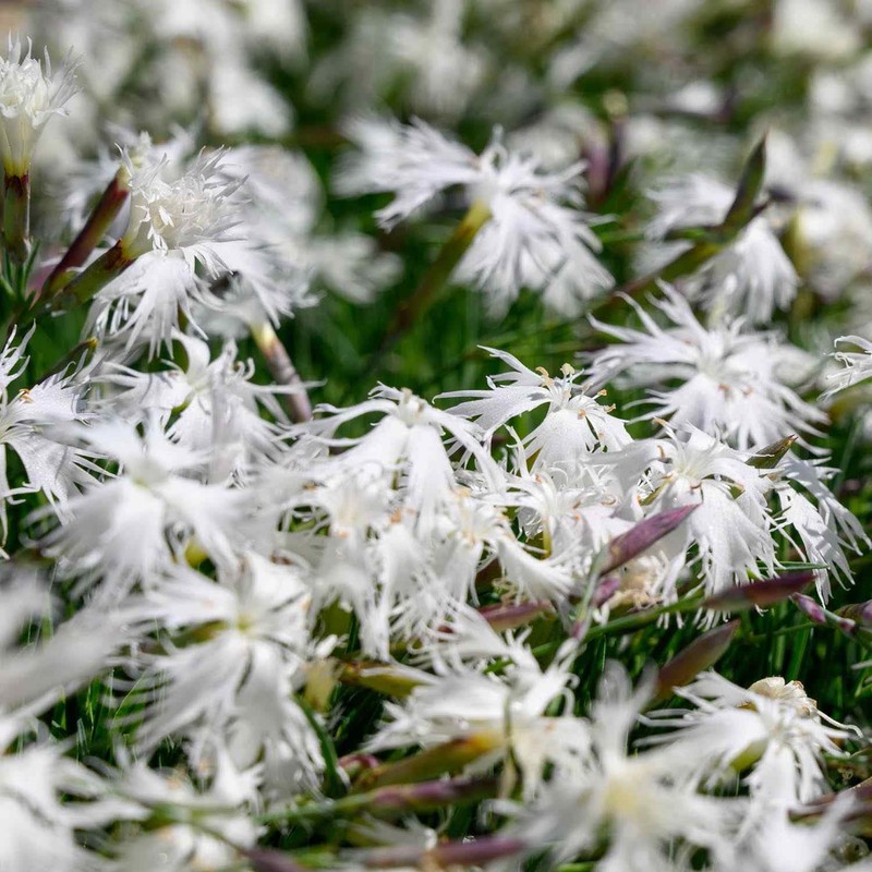 Outsidepride 1000 Seeds Perennial Dianthus Arenarius White Flower Seeds for