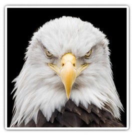 Square Stickers (Set of 2) 10cm - American Bald Eagle Bird of Prey Laptop Tablet Luggage Scrapbook #44081