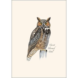 Earth Sky + Water - Sibley Owl Assortment Notecard Set - 8 Blank Cards with Envelopes (2 Each of 4 Styles)
