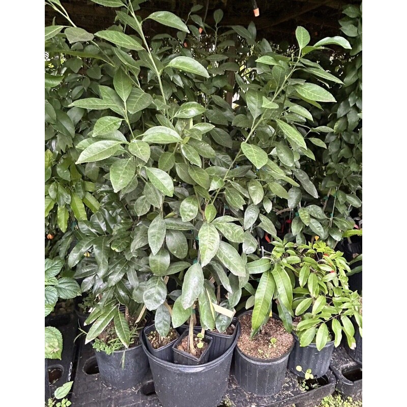 Tree Grafted Semi Dwarf MORO Blood Orange Citrus Tree Citrapot.