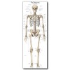 Life Size Skeleton bones named Poster for classroom or lab