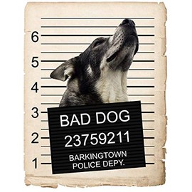 Norwegian Elk Hound Dog Mugshot Bad Dog Car Bumper Magnet, Magnetic for Refrigerator, Decorative Fridge, Office, Whiteboard, Kitchen, Locker Waterproof Decor, Family & Friends, 4x7 in
