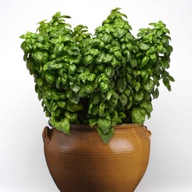 Eden Brothers Basil Seeds - Everleaf Genovese Non-GMO Seeds for Planting, Packet | Low-Maintenance Herb Seeds, Plant During Spring Season, Zones 10, 3, 4, 5, 6, 7, 8, 9