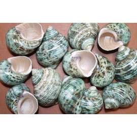 30pc Green Turbo, Pearled Silver Mouth Seashells, Shell Artistry Craft Supplies, Sailors Valentine, Beach Decor, Jar Stuffers, Mosaics Craft Supply SS-426