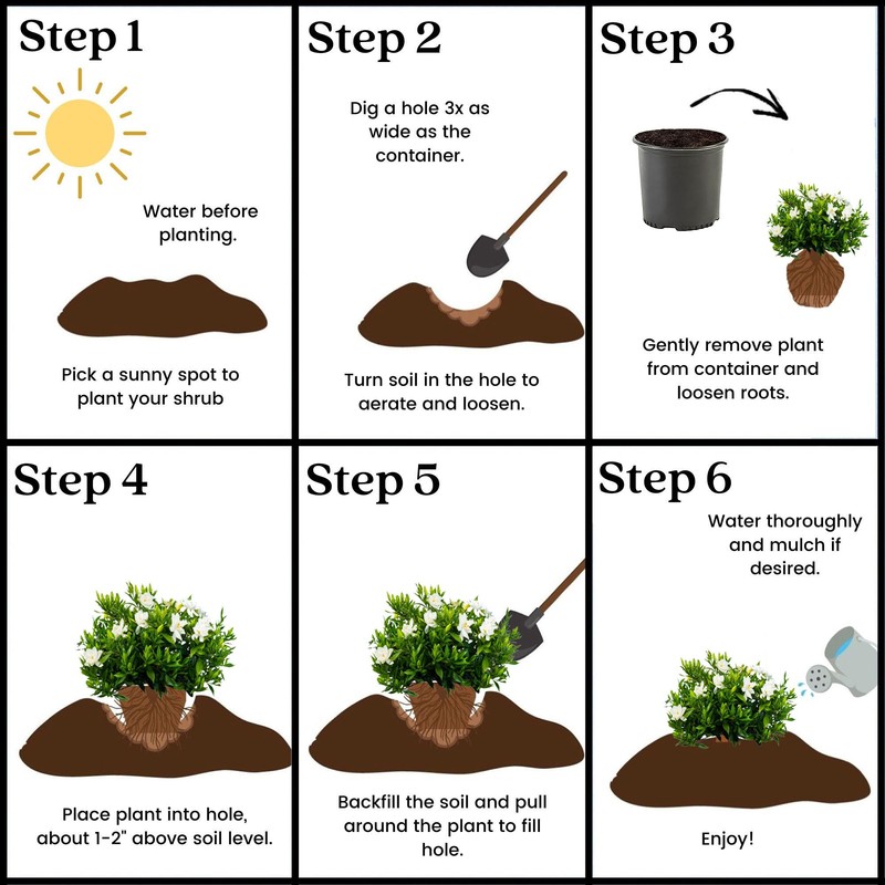 Shrub Frostproof Gardenia 2.5 Qt, White Blooms