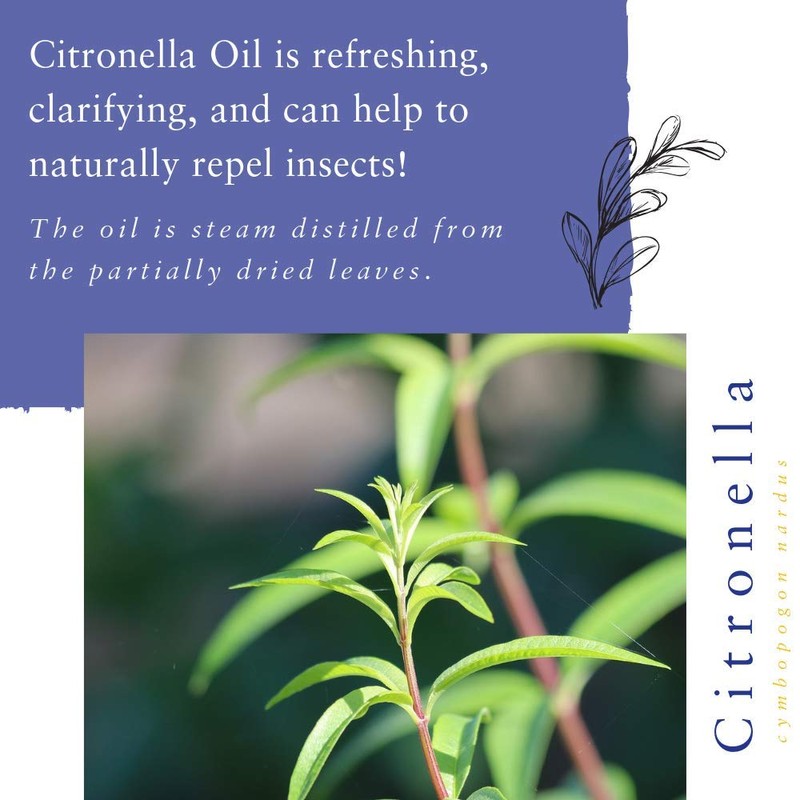 Absolute Aromas Zuhause Pack mit ätherischen Ölen - Set mit