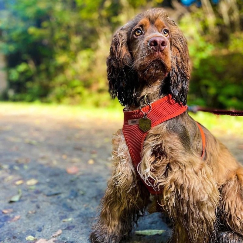 Bunty No Pull Dog Harness Large Dog - Soft, Breathable,