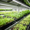 Barrina Grow Lights for Indoor Plants, 3FT 5000K Daylight White