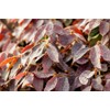 Zhuzhou LOROPETALUM - Size: 3 Gallon, Live Plant, Includes Special