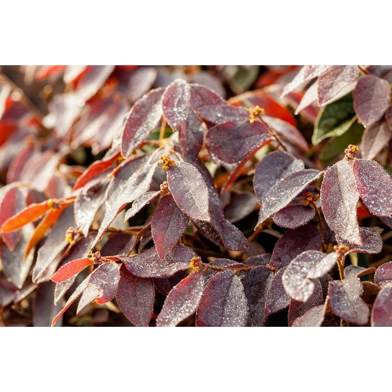 Zhuzhou LOROPETALUM - Size: 3 Gallon, Live Plant, Includes Special