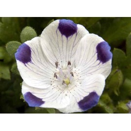 500 Five Spot Flower Seeds Nemophila maculata