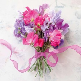 Noel Tatt Birthday/Blank Card for Women - General Female Card - Sweet Pea Posy - Eco-Friendly and Recyclable