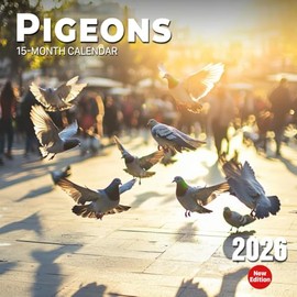 Pigeons 2026 Calendar: City birds and country flights captured in soft focus