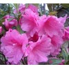 Pink Ruffle Azalea - Live Plant - Full Gallon Pot