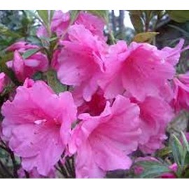 Pink Ruffle Azalea - Live Plant - Full Gallon Pot