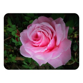 BELINDAS Dream Heirloom Rose Bush Live Plant Fragrant Double Pink Flowers Perpetual Bloomer Starter Size Emerald Tm