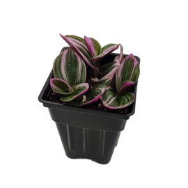 Rare Nanouk Pink Tradescantia - 2.5" Pot - Collector's Series