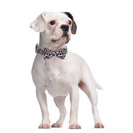 Leopard Dog Collars for Medium Dogs with Bow tie, Pretty Pattern Cheetah Print Design Quick Release Buckle Soft Nylon Girl Puppy Collars with Bowtie for Xs Small Medium Large XL Pet Female Dogs, M