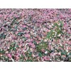 Alaska Wild Harvested Bunchberry Cornus Canadensis Alaska Wild Harvest 25