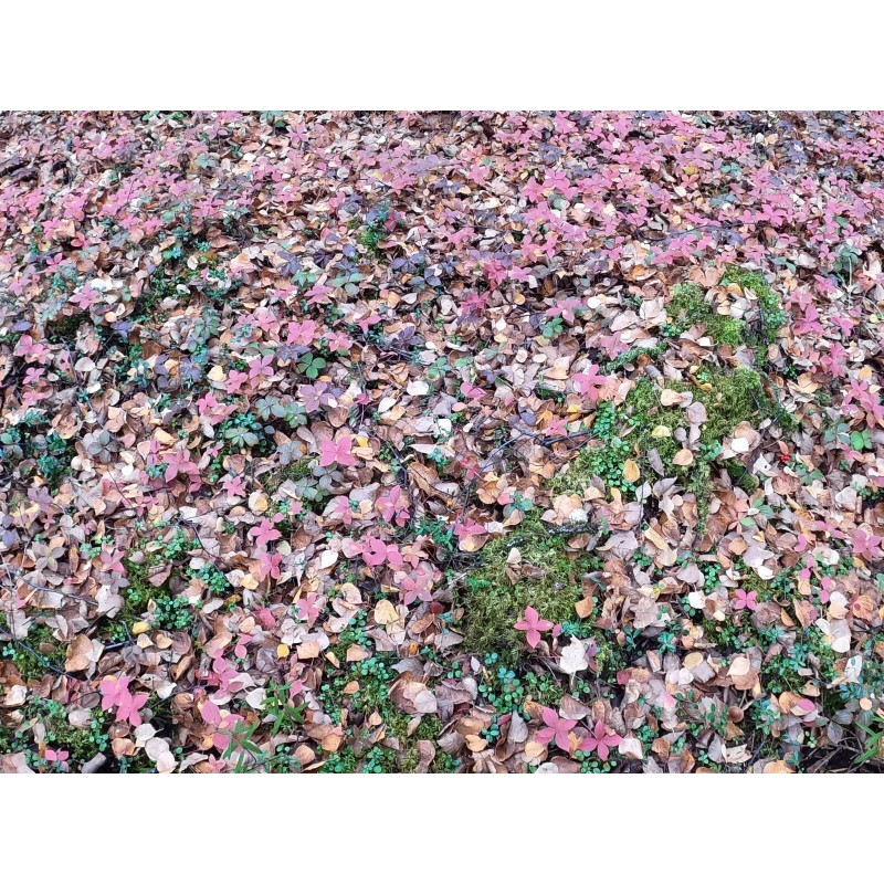 Alaska Wild Harvested Bunchberry Cornus Canadensis Alaska Wild Harvest 25