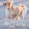 BEIQIYA 20pcs Disposable Dog Boots with Self-Adhesive Bandage, Waterproof Dog