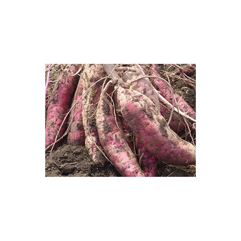 Haimo (Beniharuka from Miyazaki Prefecture), 4.2 oz (120 g) x