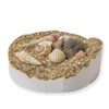 Fossil Seashell Casting Craft Kit (Pack of 24)