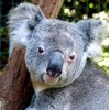 Koala Bear Greeting Card - Square