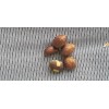 Tree Loquat Tree With 6- 8” Sweet Tropical Live Plant