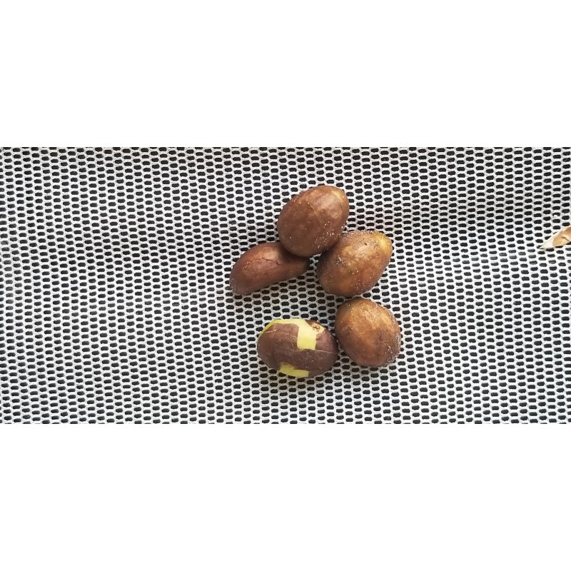 Tree Loquat Tree With 6- 8” Sweet Tropical Live Plant