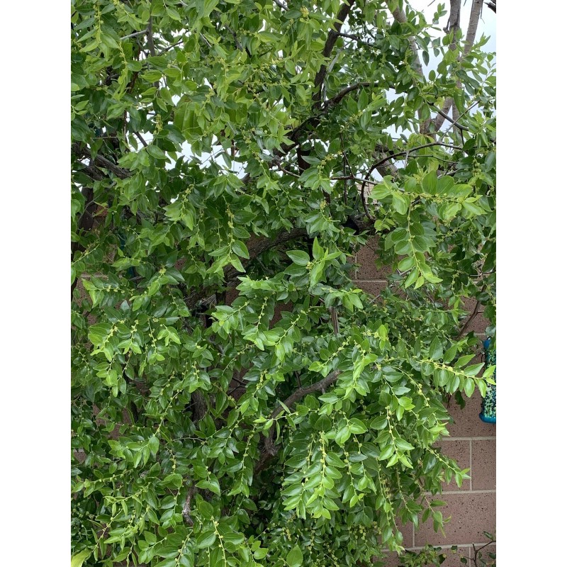 Jujube 4pcs Jujube Tree Cuttings