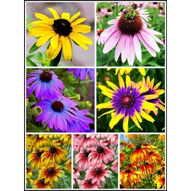 5g Mixed Black Eyed Susan(Thunbergia Alata) Seeds Flowers Garden Decor