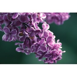 crafts-n-more-store Fresh Lilac Candle/Soap Fragrance Oil 1oz