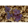 Black Ginger Powder (Kaempferia parviflora) by Majestic Herbs | 100g