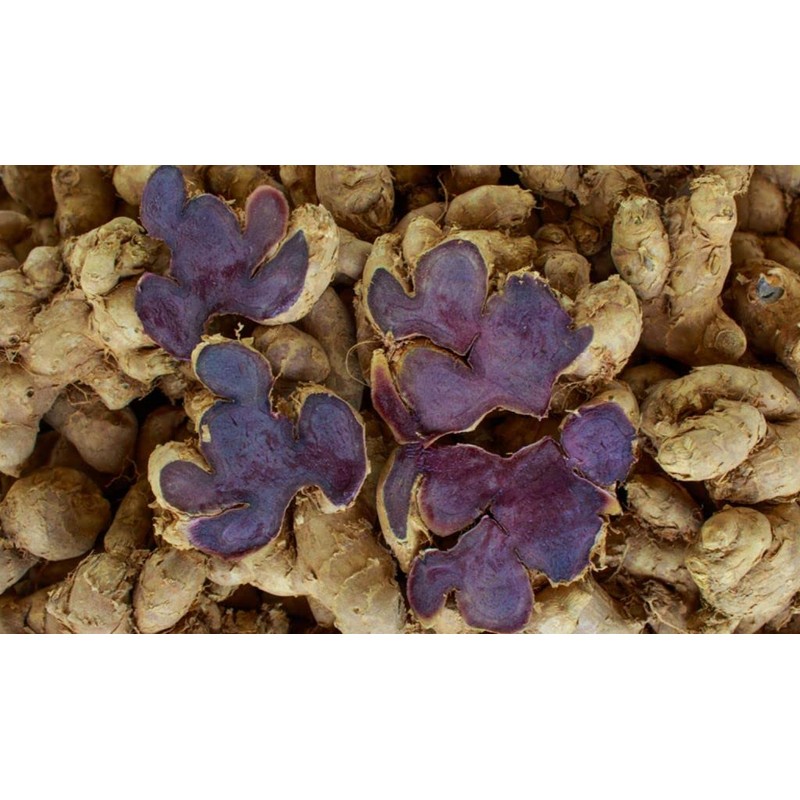 Black Ginger Powder (Kaempferia parviflora) by Majestic Herbs | 100g