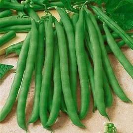 Eden Brothers Bean Seeds (Bush) - Contender Non-GMO Seeds for Planting, 5 Pounds | High-Yielding, Low-Maintenance Vegetable Seeds, Plant During Warm Season, Zones 3, 4, 5, 6, 7, 8, 9