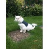 Mynwood Cat Jacket/Harness Black Watch Tartan Kitten up to 8month