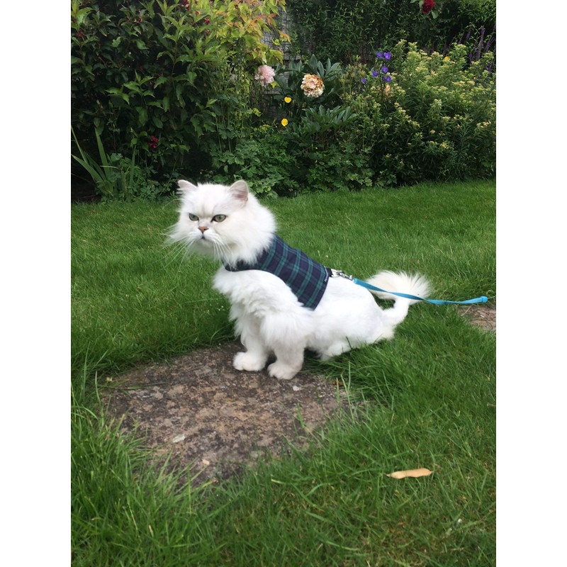 Mynwood Cat Jacket/Harness Black Watch Tartan Kitten up to 8month