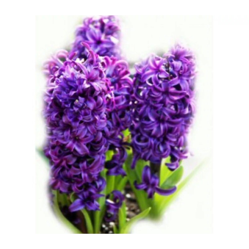 AWAD Hyacinth Absolute Pure Essential Oil - 30 ML +