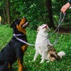 Waterproof Dog Leash | BearBone Double Ended Dog Leash |