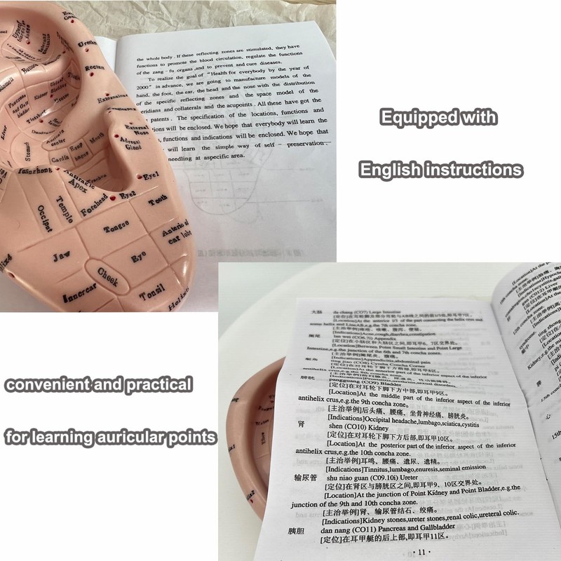 Ear Acupuncture Model - 17cm Ear Zone Model, Ear Massage